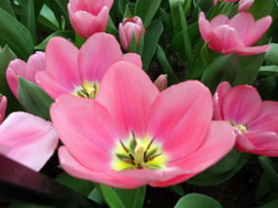Keukenhof (83)